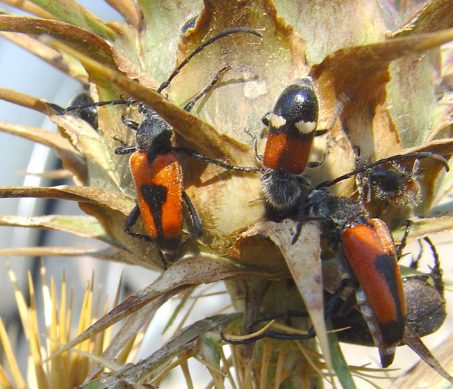 Cleridae: Tilloidea transversalis